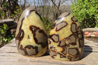 Polished Septerye Standing Free Forms x 2 From Mahajanga, Madagascar