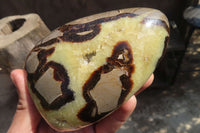 Polished Septerye Standing Free Forms x 2 From Mahajanga, Madagascar