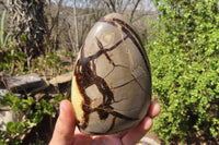 Polished Septerye Standing Free Forms x 2 From Mahajanga, Madagascar