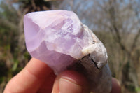 Natural Jacaranda Amethyst Single Crystals x 20 From Mumbwe, Zambia