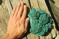 Natural Botryoidal Malachite Specimens x 1 From Kolwezi, Congo