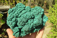 Natural Botryoidal Malachite Specimens x 1 From Kolwezi, Congo