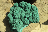 Natural Botryoidal Malachite Specimens x 1 From Kolwezi, Congo