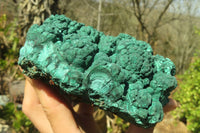 Natural Botryoidal Malachite Specimens x 1 From Kolwezi, Congo