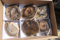 Polished Petrified Podocarpus Wood Slices x 6 From Gokwe, Zimbabwe