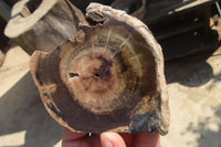 Polished Petrified Podocarpus Wood Slices x 6 From Gokwe, Zimbabwe