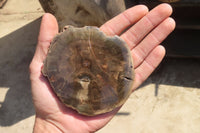 Polished Petrified Podocarpus Wood Slices x 6 From Gokwe, Zimbabwe