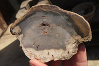 Polished Petrified Podocarpus Wood Slices x 6 From Gokwe, Zimbabwe