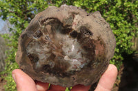 Polished Petrified Podocarpus Wood Slices x 6 From Gokwe, Zimbabwe