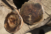 Polished Petrified Podocarpus Wood Slices x 6 From Gokwe, Zimbabwe