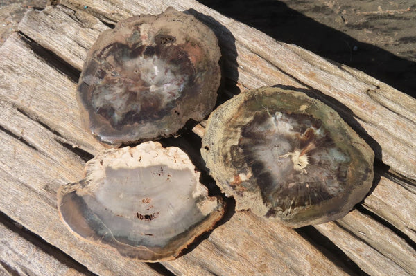 Polished Petrified Podocarpus Wood Slices x 6 From Gokwe, Zimbabwe