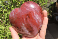 Polished Petrified Podocarpus Wood Hearts x 2 Mahajanga, Madagascar