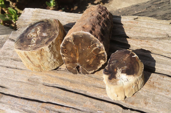 Polished Petrified Wood Branch Pieces x 3 From Gokwe, Zimbabwe