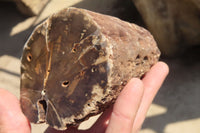 Polished Petrified Wood Branch Pieces x 3 From Gokwe, Zimbabwe