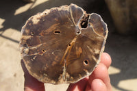 Polished Petrified Wood Branch Pieces x 3 From Gokwe, Zimbabwe