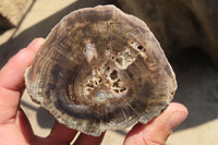 Polished Petrified Wood Branch Pieces x 3 From Gokwe, Zimbabwe