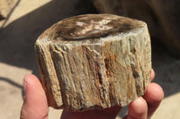 Polished Petrified Wood Branch Pieces x 3 From Gokwe, Zimbabwe