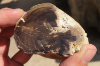 Polished Petrified Wood Branch Pieces x 3 From Gokwe, Zimbabwe