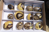 Polished Septerye Galet / Palm Stones x 12 From Mahajanga, Madagascar