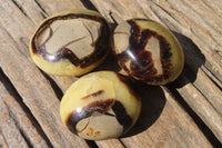 Polished Septerye Galet / Palm Stones x 12 From Mahajanga, Madagascar