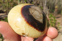 Polished Septerye Galet / Palm Stones x 12 From Mahajanga, Madagascar