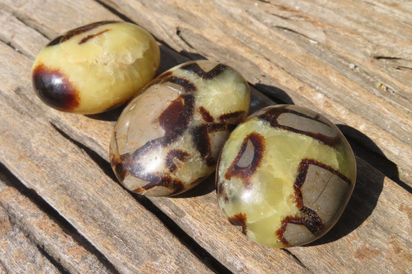 Polished Septerye Galet / Palm Stones x 12 From Mahajanga, Madagascar