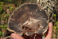 Polished Petrified Podocarpus Wood Slices x 6 From Gokwe, Zimbabwe