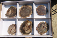 Polished Petrified Podocarpus Wood Slices x 6 From Gokwe, Zimbabwe