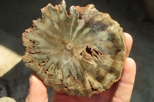 Polished Petrified Podocarpus Wood Slices x 6 From Gokwe, Zimbabwe