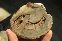 Polished Petrified Podocarpus Wood Slices x 6 From Gokwe, Zimbabwe