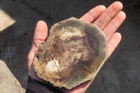 Polished Petrified Podocarpus Wood Slices x 6 From Gokwe, Zimbabwe