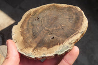 Polished Petrified Podocarpus Wood Slices x 6 From Gokwe, Zimbabwe