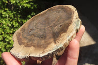 Polished Petrified Podocarpus Wood Slices x 6 From Gokwe, Zimbabwe