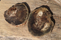 Polished Petrified Podocarpus Wood Slices x 6 From Gokwe, Zimbabwe