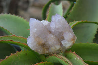 Natural Ametrine Spirit Quartz Clusters x 3 From Boekenhoutshoek, South Africa