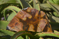 Polished On One Side Nguni Jasper Specimens x 2 From Prieska, South Africa