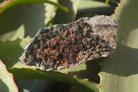 Natural Libethenite Crystals On Dolomite Matrix Specimens x 7 From Shituru, Congo