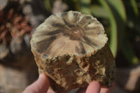 Polished Petrified Wood Branch Pieces x 2 From Gokwe, Zimbabwe