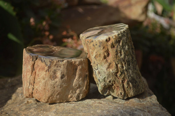 Polished Petrified Wood Branch Pieces x 2 From Gokwe, Zimbabwe