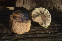 Polished Petrified Wood Branch Pieces x 2 From Gokwe, Zimbabwe