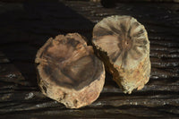 Polished Petrified Wood Branch Pieces x 2 From Gokwe, Zimbabwe