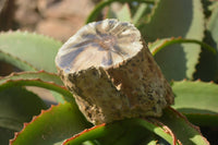 Polished Petrified Wood Branch Pieces x 2 From Gokwe, Zimbabwe