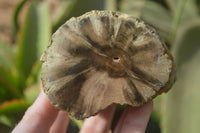 Polished Petrified Wood Branch Pieces x 2 From Gokwe, Zimbabwe