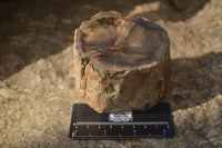 Polished Petrified Wood Branch Pieces x 2 From Gokwe, Zimbabwe