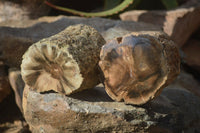 Polished Petrified Wood Branch Pieces x 2 From Gokwe, Zimbabwe