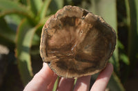 Polished Petrified Wood Branch Pieces x 2 From Gokwe, Zimbabwe