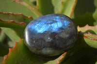 Polished Labradorite Galet / Palm Stones x 12 From Tulear, Madagascar