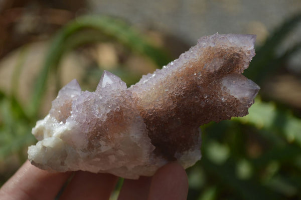 Natural Amethyst / Ametrine Spirit Quartz Clusters x 12 From Boekenhouthoek, South Africa