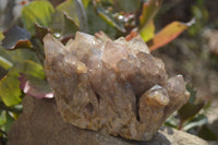 Natural Smokey Quartz Clusters x 2 From Luena, Congo