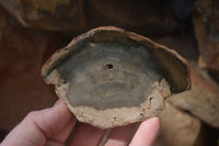 Polished Petrified Wood Slices x 6 From Gokwe, Zimbabwe